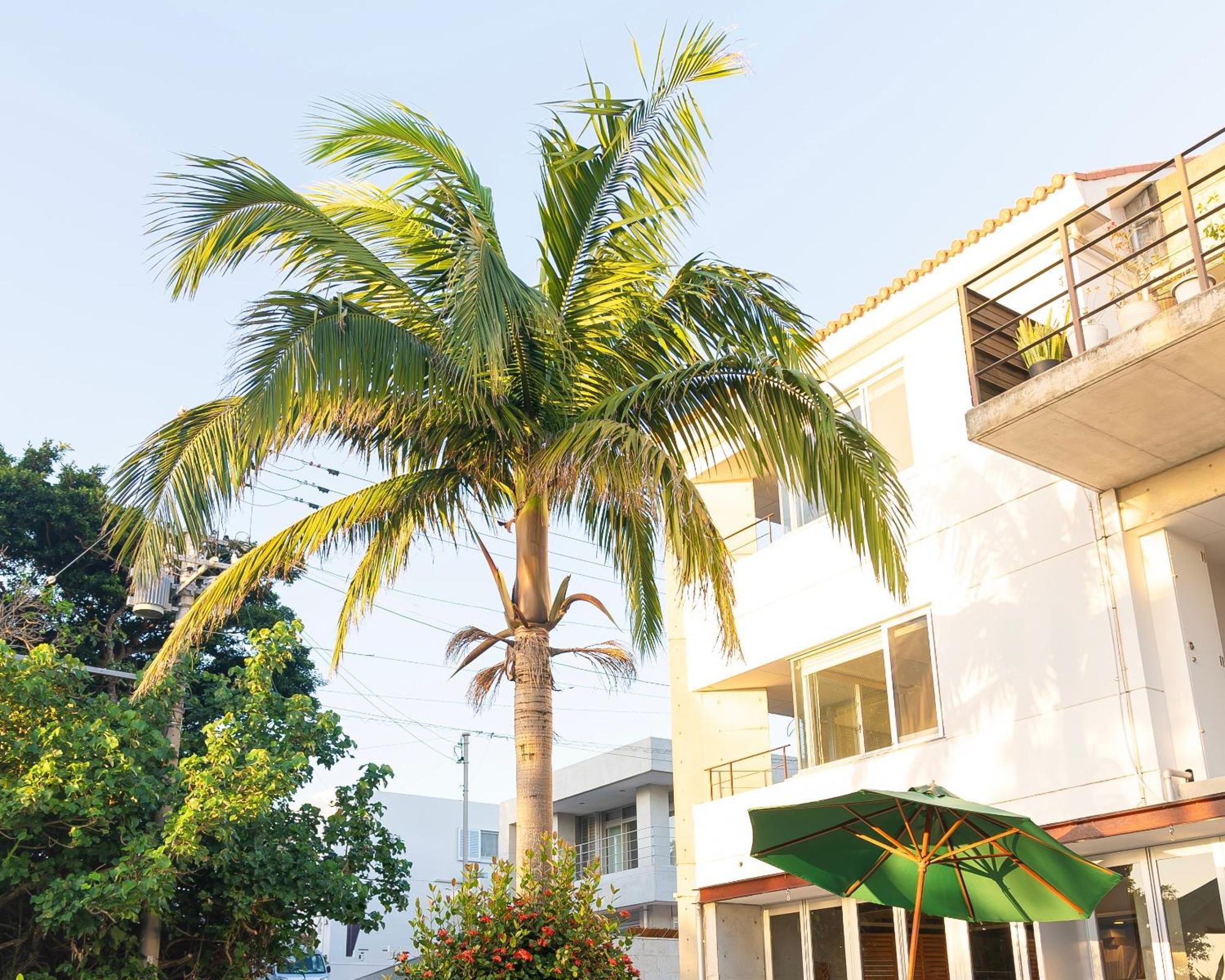 Sky Ocean - Ishigaki Eco-Resort - Newly Renovated Εξωτερικό φωτογραφία